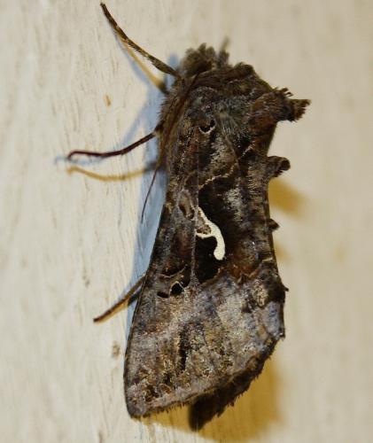 Autographa gamma